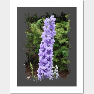 Delphinium Posters and Art